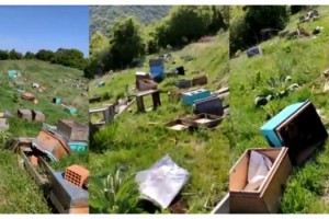 Tekirdağ'da o kovanlara zarar verildi; 4 milyon arı öldü, ana arılar çalındı