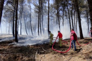 Edirne'de orman yangını; 5 dönüm zarar gördü