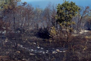 Piknik ateşiyle orman yangınına neden olan 3 kişi tutuklandı
