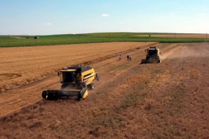 Süleymanpaşa Belediyesi kendi tarlalarına yem bitkisi ekti