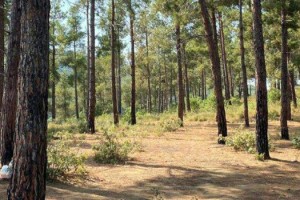 Tekirdağ'da ormanlara girişler yasaklandı