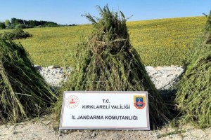 Ayçiçeği tarlasında 208 bin kök Hint keneviri dronla tespit edildi