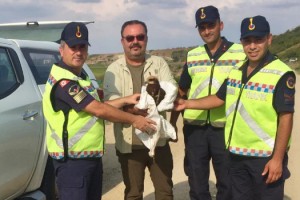 Jandarma tarafından bulunan yaralı orman kartalı, tedaviye alındı
