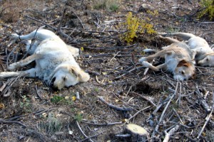 Köyde 5 köpek, 3 kedi ve 11 tavuk zehirlenerek öldürüldü