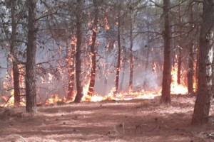 Malkara’da 40 dönüm ormanlık alan yandı