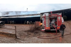 Tekirdağ'da çiftlik yangını; 2'si yavru köpek 6 hayvan öldü