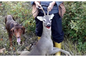 Koruma altındaki karaca avına 15 bin lira ceza