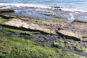 Tekirdağ'da deniz 25 metre çekildi; 'Kral Yolu' ortaya çıktı