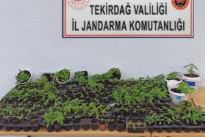 Evinin balkonunda kenevir yetiştiren şüpheliler gözaltına alındı