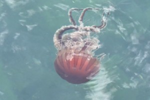 Marmara Denizi'nde 'Pusula Denizanası' tehdidi