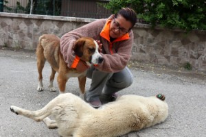 Sokak hayvanlarını korurken saldırıya uğradı