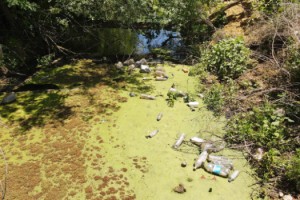 Bayır Deresi, kirlilikten yeşile büründü