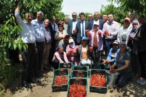 Enez’de 'Çeribaşı kirazı' için hasat şenliği yapıldı