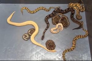 Kapıkule’de 28 piton yılanı ele geçirildi