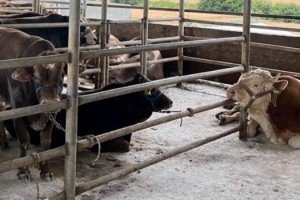 Kırklareli'ne kaçak getirilen 27 büyükbaş kesildi, sahibine 96 bin TL ceza uygulandı