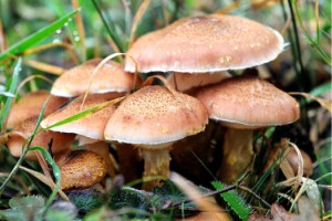 Mantar zehirlenmeleri artıyor; 16 saat sonra belirti veriyor