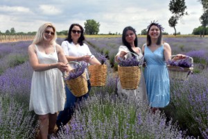 Trakya'da tarlalar, mor renge büründü