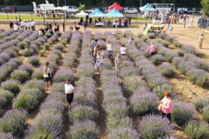 Türkiye'de lavanta ekimi 47 bin dekara ulaştı