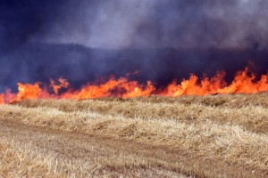 Edirne'de 250 dönüm buğday tarlası yandı