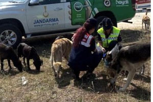 Kırklareli'de sıcaktan etkilenen hayvanlara su ve yem bırakıldı