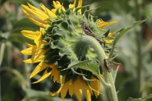 Tekirdağ'da ayçiçeği tarlalarında çekirge istilası