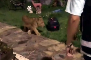 Tekirdağ'daki villada yurda kaçak getirilen aslan, maymun, piton ele geçirildi