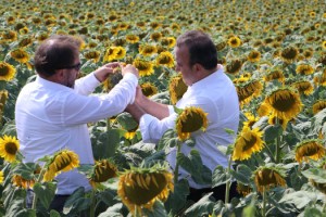 Yerli ve milli ayçiçeği tohumundan bu yıl ilk mahsul alınacak