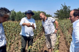 Ayçiçeğinde verim kaybı tespit çalışması