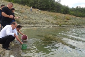 Tekirdağ’da göletlere 492 bin sazan yavrusu bırakıldı