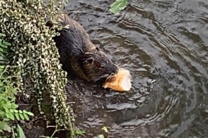 Tunca’nın su maymunları evcilleşti