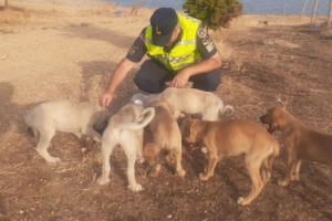 Jandarmanın bulduğu yavru köpekler korumaya alındı