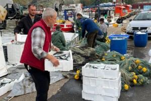 Tekirdağlı balıkçılar 3 bin lüferle limanı döndü