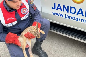 Jandarma'nın bulduğu yaralı tavşan, korumaya alındı