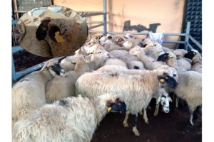 Kaçak hayvan getiren 2 kişiye 68 bin lira ceza