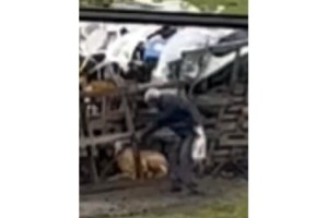 Köpeğe şiddet şüphelisine 4 bin 554 lira ceza