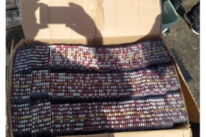 Tekirdağ'da 15 bin uyuşturucu hap ele geçti; 15 gözaltı