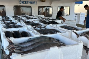 Tekirdağlı balıkçılar, 30 ton torik avladı