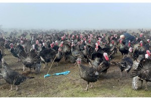 Yılbaşı hindisinin kilosu 350 lira