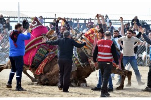 Çanakkale'de 'Büyük Truva Deve Güreşleri Festivali'ne yoğun ilgi