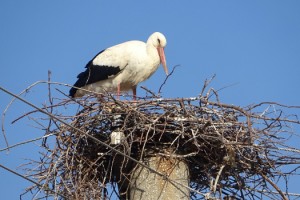Baharın müjdecisi leylekler yuvalarına geldi