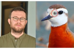 Kene uyarısı; göçmen kuşlarla Afrika'dan geliyor