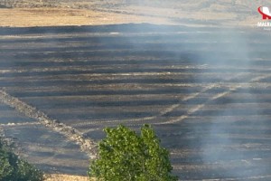 Tekirdağ'da yangında 200 dekar tarım alanı zarar gördü