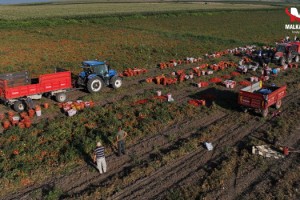 Balıkesir'de tarımsal sulama desteğiyle ilk hasat yapıldı