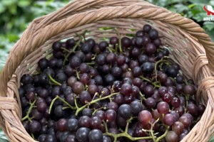 Kokulu üzümler üretime kazandırılıyor