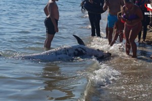Saros'ta sahile ölü yunus vurdu