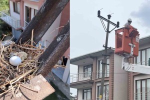 Elektrik direğindeki kumru yuvası nedeniyle çalışma ertelendi