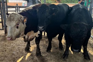 Kırklareli'ye kaçak getirilen 11 büyükbaş hayvan yakalandı