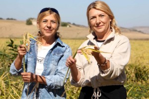 Kız kardeşler işlerini bırakıp 176 dönümlük alanda çeltik üretiyor