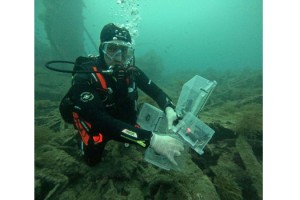 Çanakkale'de tarihi batığa 400 ıstakoz yavrusu salındı