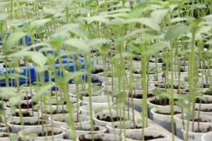 Kuraklık ve hastalığa karşı dayanıklı yeni ayçiçeği türü geliştirildi